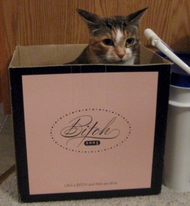 CatInABitchBox
